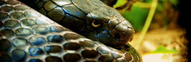 Cobra-large.png