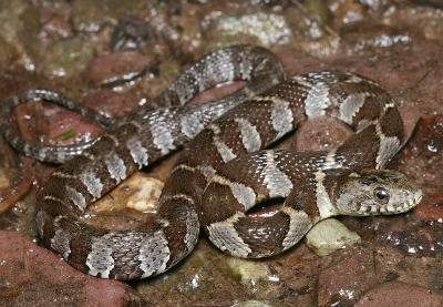 snake.jpg