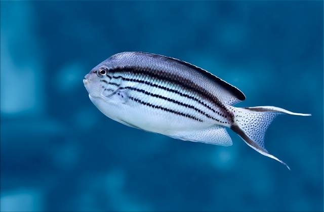 Lamarck's Angelfish.jpg