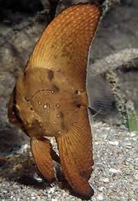 Orbiculate_Batfish.jpg