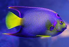 Queen Angelfish.jpg