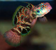 spotted mandarin.jpg
