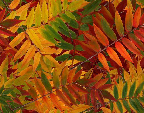 fall.jpg