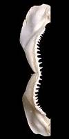shark-jaw.jpg