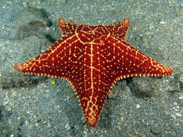 Jewel Starfish.jpg