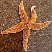 Thunder.Bay.Starfish-bicubic.jpg