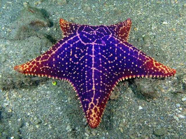 Jewel-Starfish.jpg