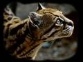 0Ocelot.jpg