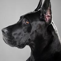 dog1.png