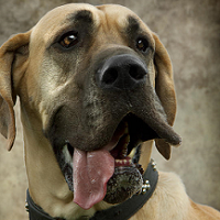 dog2.png