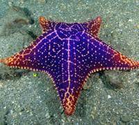 Jewel.Starfish-bicubic.jpg