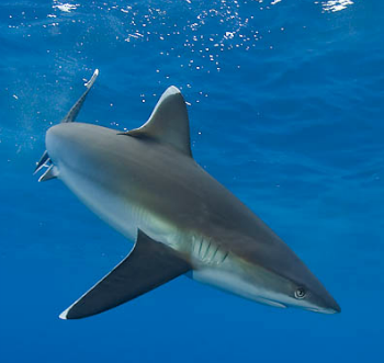 silvertip shark.png
