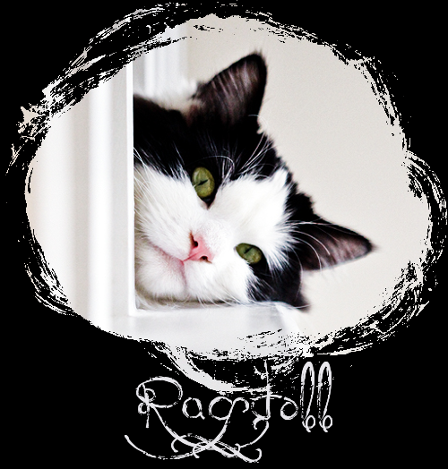 ragdoll2.png
