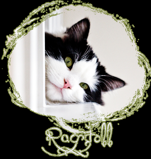 ragdoll3.png