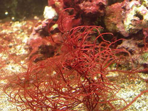 Red jelly seaweed(resize).jpg