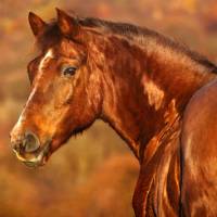 Horse 3.jpg