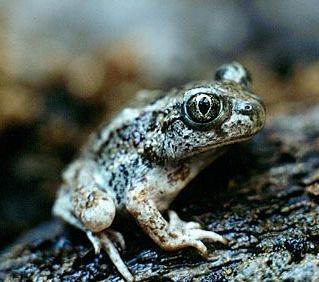 great_basin_spadefoot_2_r_c.jpg