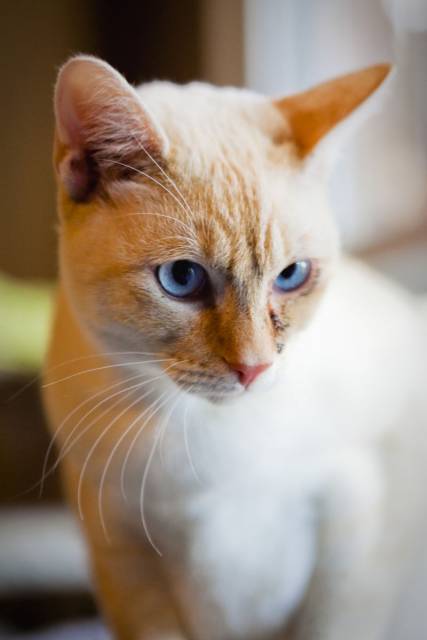 Cat Form.jpg