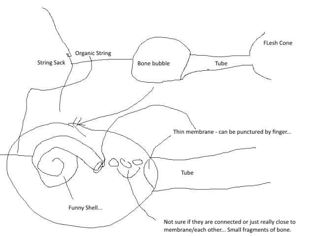 Switch_Ear_Diagram.png