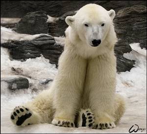 Tom__the_polar_bear_by_woxys.jpg