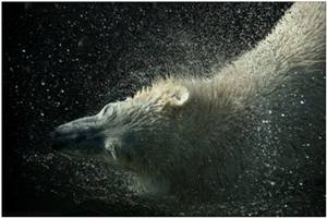 Tom__the_Polar_Bear_by_amrodel.jpg