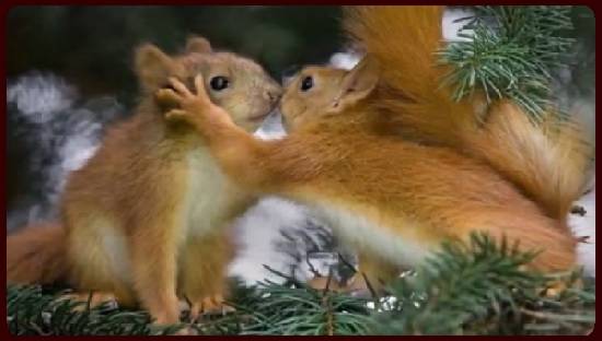 Squirrels.jpg
