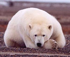 Polar_Bear_resting_gravel (1).jpg