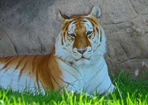 8010174558_2d9131ccd1_z.jpg