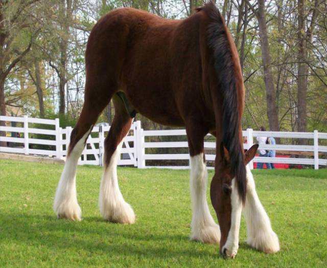 Breyer-clydesdale-Horse-1920x1200.jpg