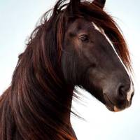 Tiaden Warhorse Ava.jpg