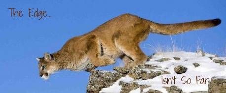 wildcat1.jpg