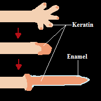 Keratin.png