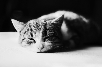 sleepingcat.png