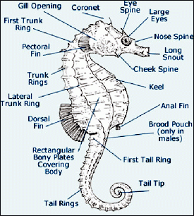 sea_horse_diagram.gif