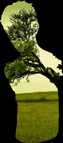 Tree sill.png