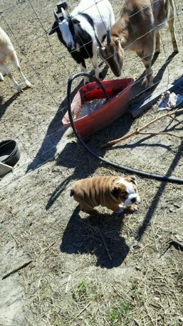 puppy.jpg