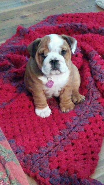 puppy2.jpg