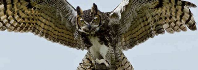 Great_Horned_Owl-wings-spread.jpg