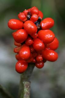 clot cluster.jpg