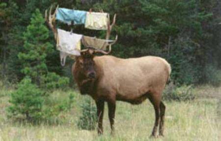 Moose Laundry.jpg