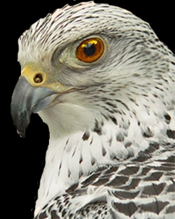 bird.png