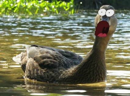 Ducks.jpg