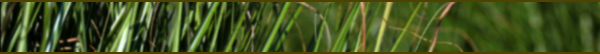grass_banner_03.png