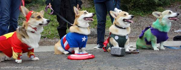 corgiavengers.jpg