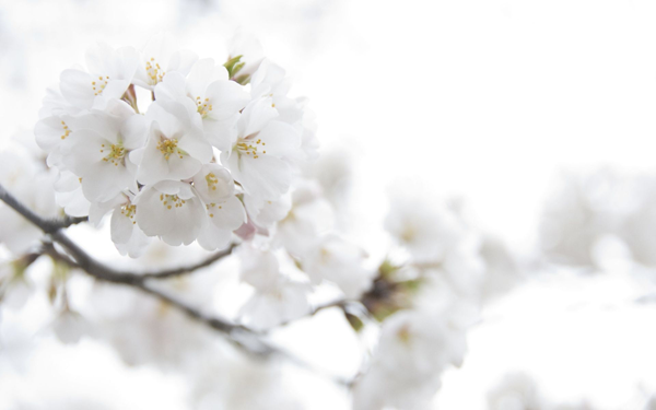 flower.png