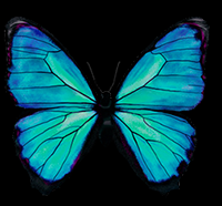 butterfly.png