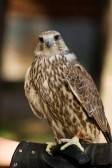 Young falcon (Lepei).jpg