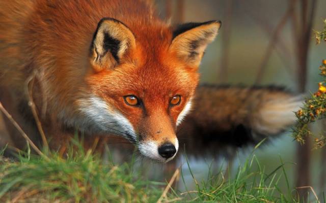 Grade Template Fox.jpg