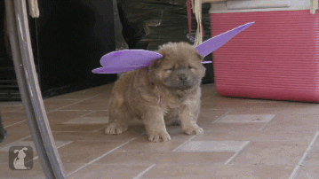 dog-wearing-wings.gif