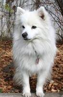 eskimo.jpg